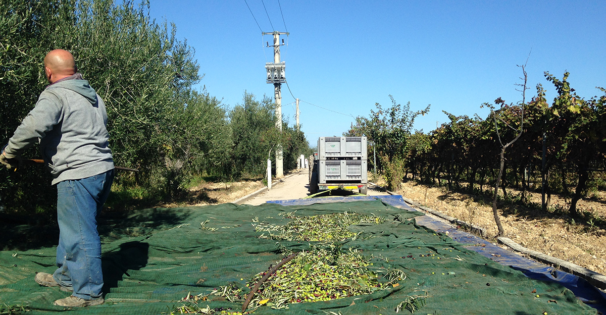 La raccolta delle olive